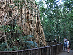 134 Cathedral Fig Tree